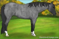 Horse Color:Blue Roan 