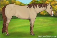 Horse Color:Red Dun Splash