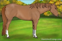 Horse Color:Chestnut 