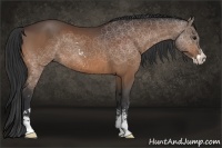 Horse Color:Bay Sabino 