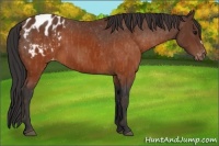 Horse Color:Brown Appaloosa  Brindle