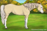 Horse Color:Palomino Dun Splash 