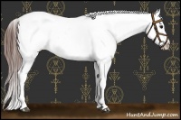 Horse Color:Brown Appaloosa 