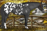 Horse Color:Black Sabino Appaloosa 