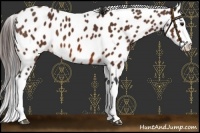 Horse Color:Bay Splash Appaloosa 