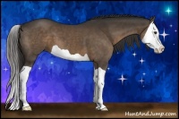 Horse Color:Liver Chestnut Splash 