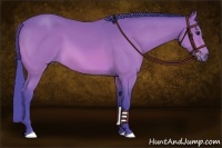 Horse Color:Watercolor Bay Sabino