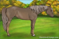 Horse Color:Chocolate Palomino 