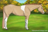 Horse Color:Red Dun Splash Tobiano