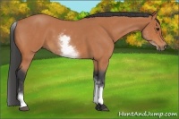 Horse Color:White Spotted Bay Roan