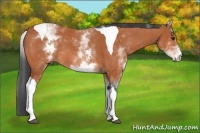 Horse Color:White Spotted Bay Tobiano