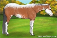 Horse Color:Bay Sabino 