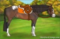 Horse Color:Brown Sabino Appaloosa