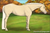 Horse Color:Gold Cream Champagne