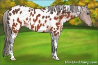 Horse Color:White Spotted Brown Appaloosa Rabicano 