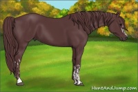 Horse Color:Chocolate Black  and Chocolate Black 