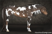 Horse Color:White Spotted Liver Chestnut 