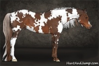 Horse Color:White Spotted Liver Chestnut