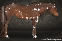 Horse Color:White Spotted Liver Chestnut