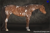 Horse Color:White Spotted Liver Chestnut and White Spotted Liver Chestnut