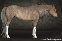 Horse Color:Chocolate Palomino Rabicano