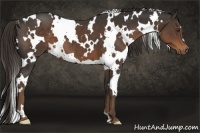 Horse Color:White Spotted Liver Chestnut 