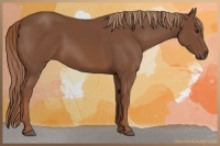 Horse Color:Chestnut 