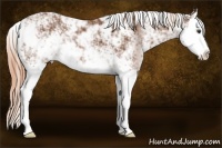 Horse Color:Chestnut Sabino Splash