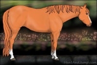 Horse Color:Watercolor White Spotted Liver Chestnut 