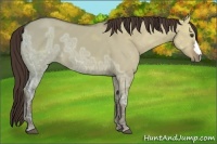Horse Color:Liver Red Dun Ice 