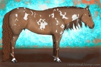 Horse Color:White Spotted Chestnut 