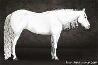 Horse Color:White Spotted Chocolate Palomino Splash Appaloosa 