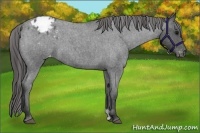 Horse Color:Blue Roan Varnish