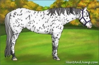 Horse Color:Blue Roan Appaloosa 