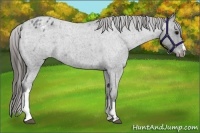 Horse Color:Blue Roan Appaloosa 