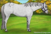 Horse Color:Blue Roan Appaloosa