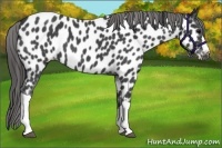 Horse Color:Blue Roan Appaloosa 