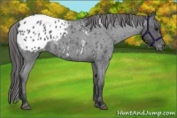 Horse Color:Blue Roan Appaloosa 