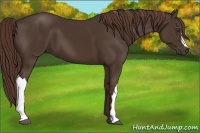 Horse Color:Liver Chestnut 