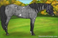 Horse Color:White Spotted Blue Roan Frame 