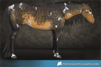 Horse Color:White Spotted Buckskin 