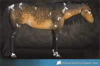 Horse Color:White Spotted Buckskin 