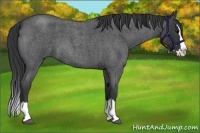 Horse Color:Blue Roan Splash 