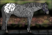 Horse Color:Blue Roan Appaloosa 
