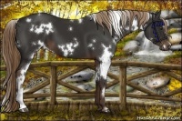 Horse Color:White Spotted Liver Chestnut 