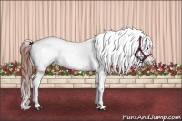 Horse Color:Bay Dun Splash Tobiano Appaloosa