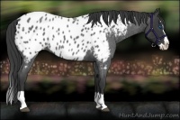 Horse Color:Blue Roan Splash Near Leopard 