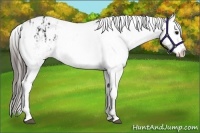 Horse Color:Black Appaloosa and Black Appaloosa