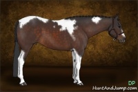 Horse Color:Bay Tobiano Frame 
