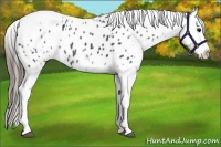 Horse Color:White Spotted Black Splash Tobiano Frame Appaloosa 